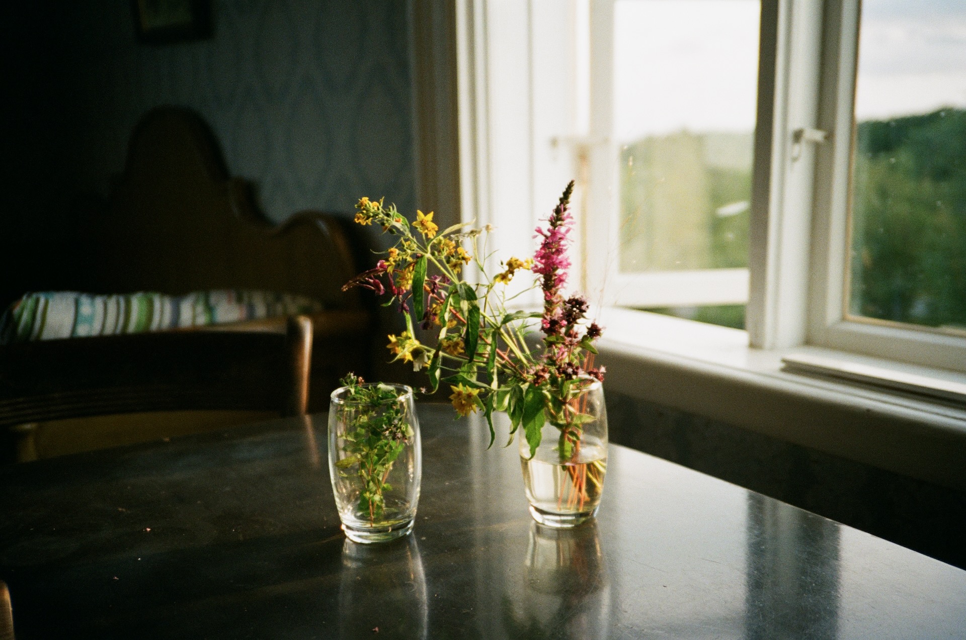 Wild flowers