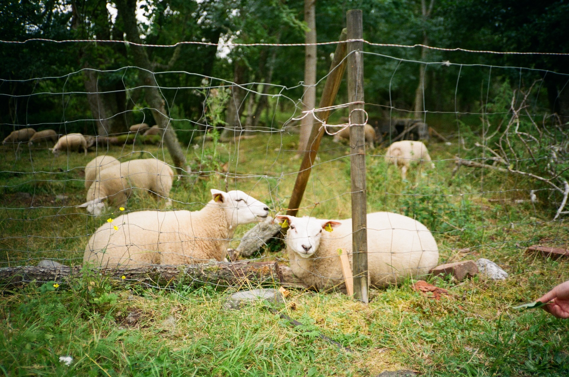 Summer sheep